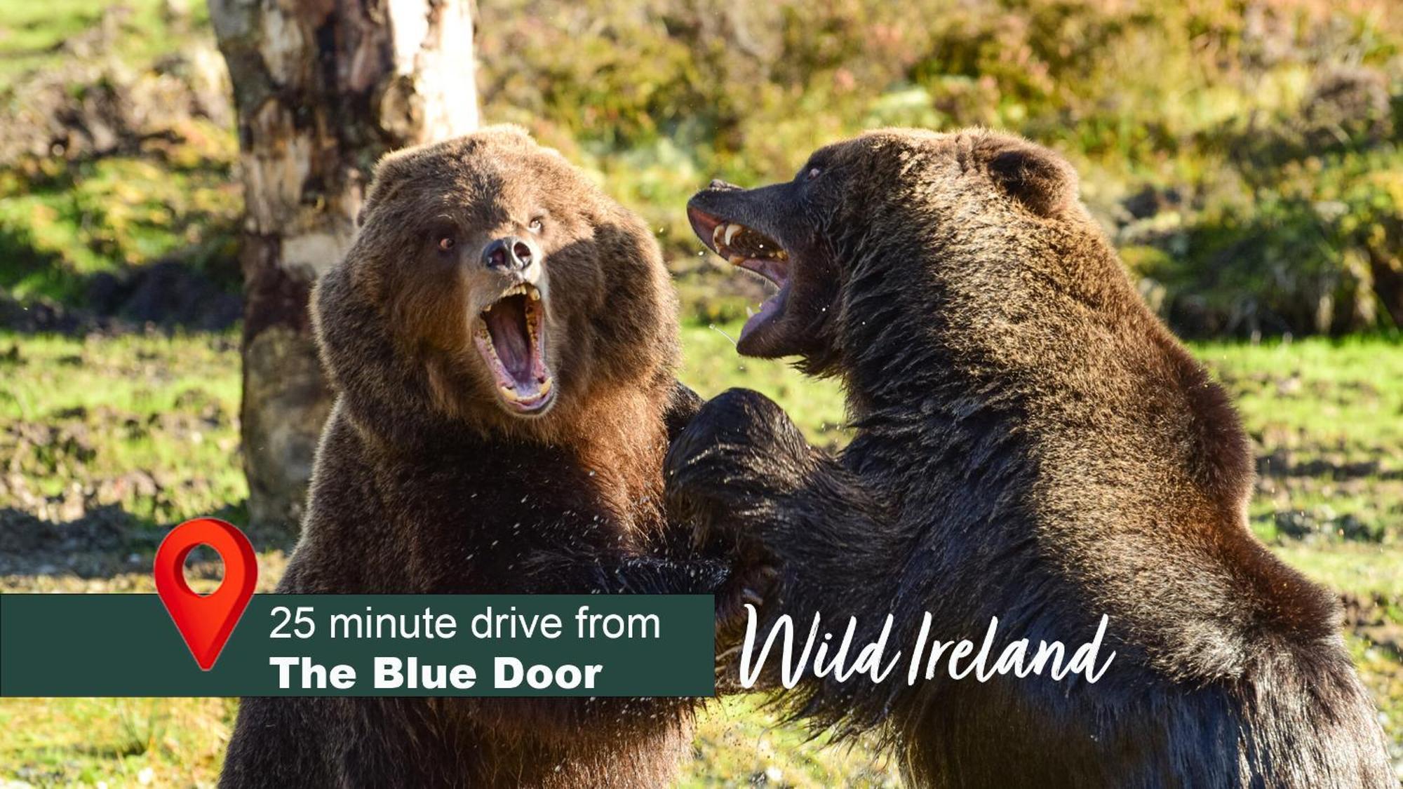 The Blue Door Letterkenny